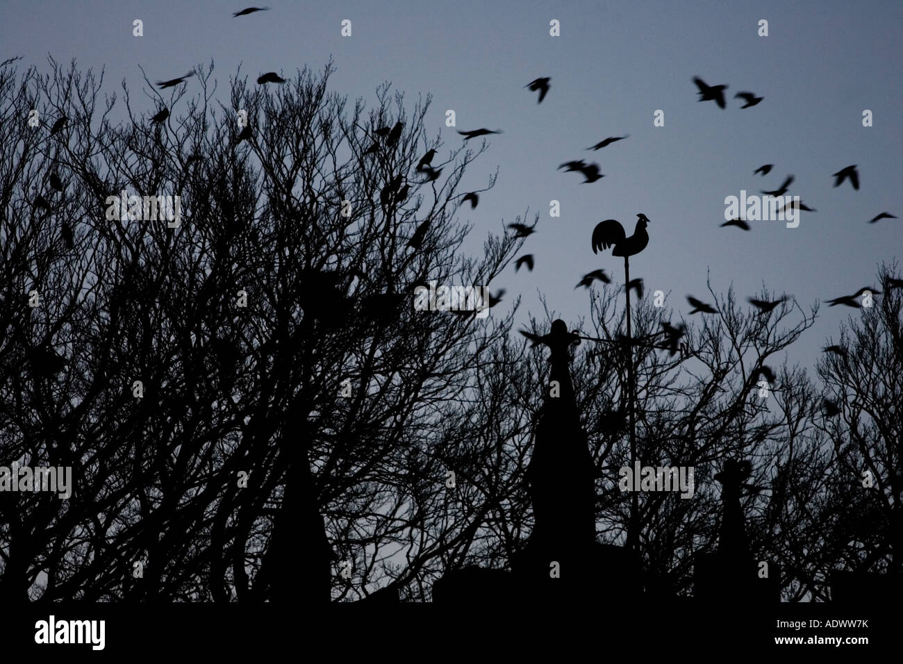 Flock of birds fly above bird weather vane Oxfordshire United Kingdom Stock Photo