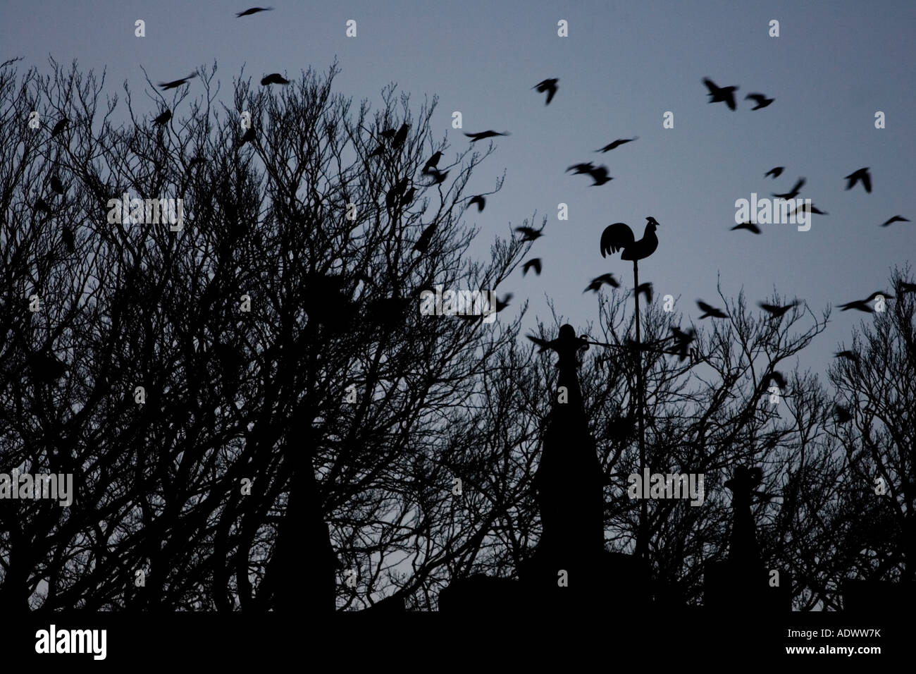Flock of birds fly above bird weather vane Oxfordshire United Kingdom Stock Photo Alamy