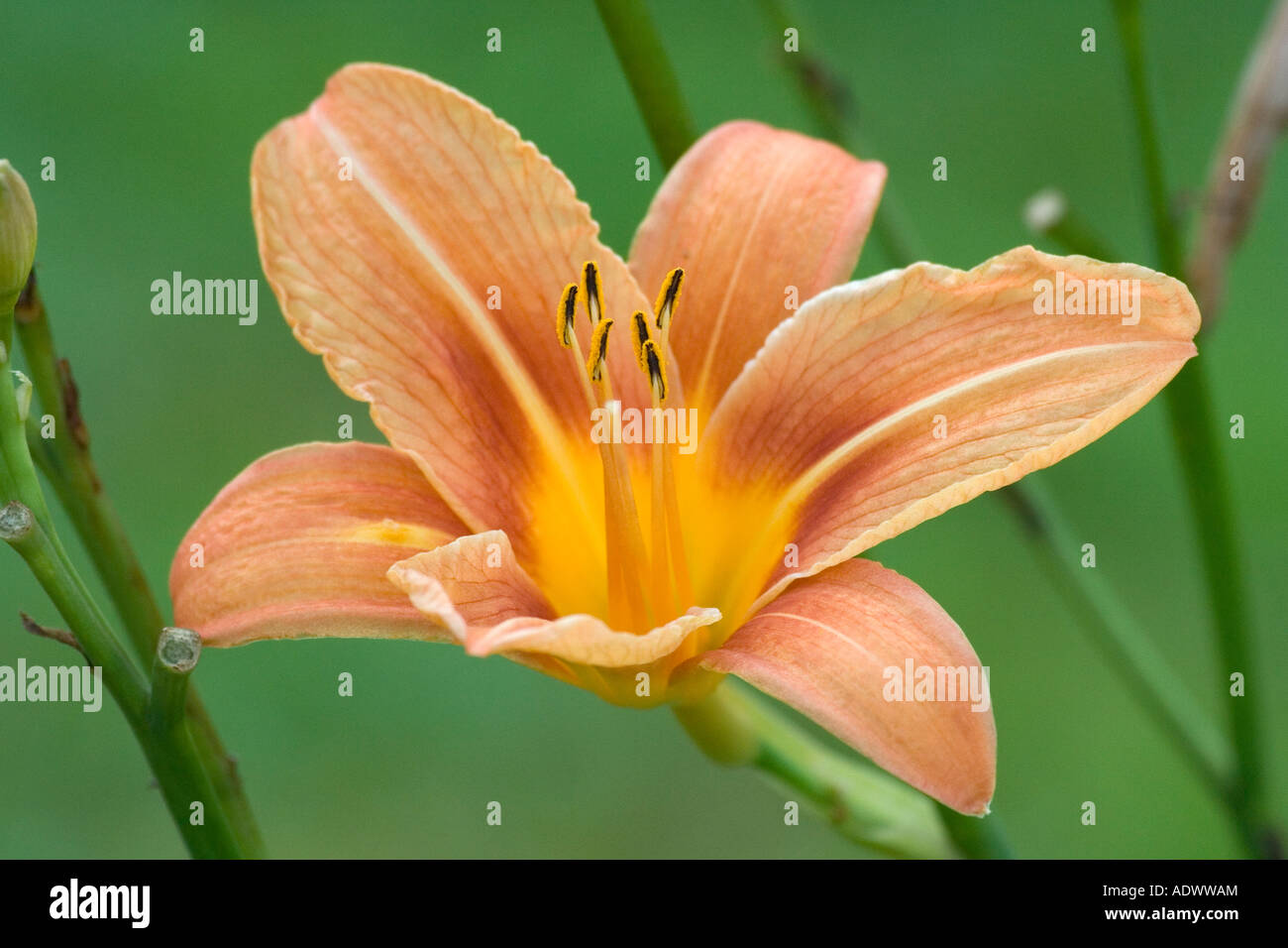 orange Lilium - Lilium Stock Photo