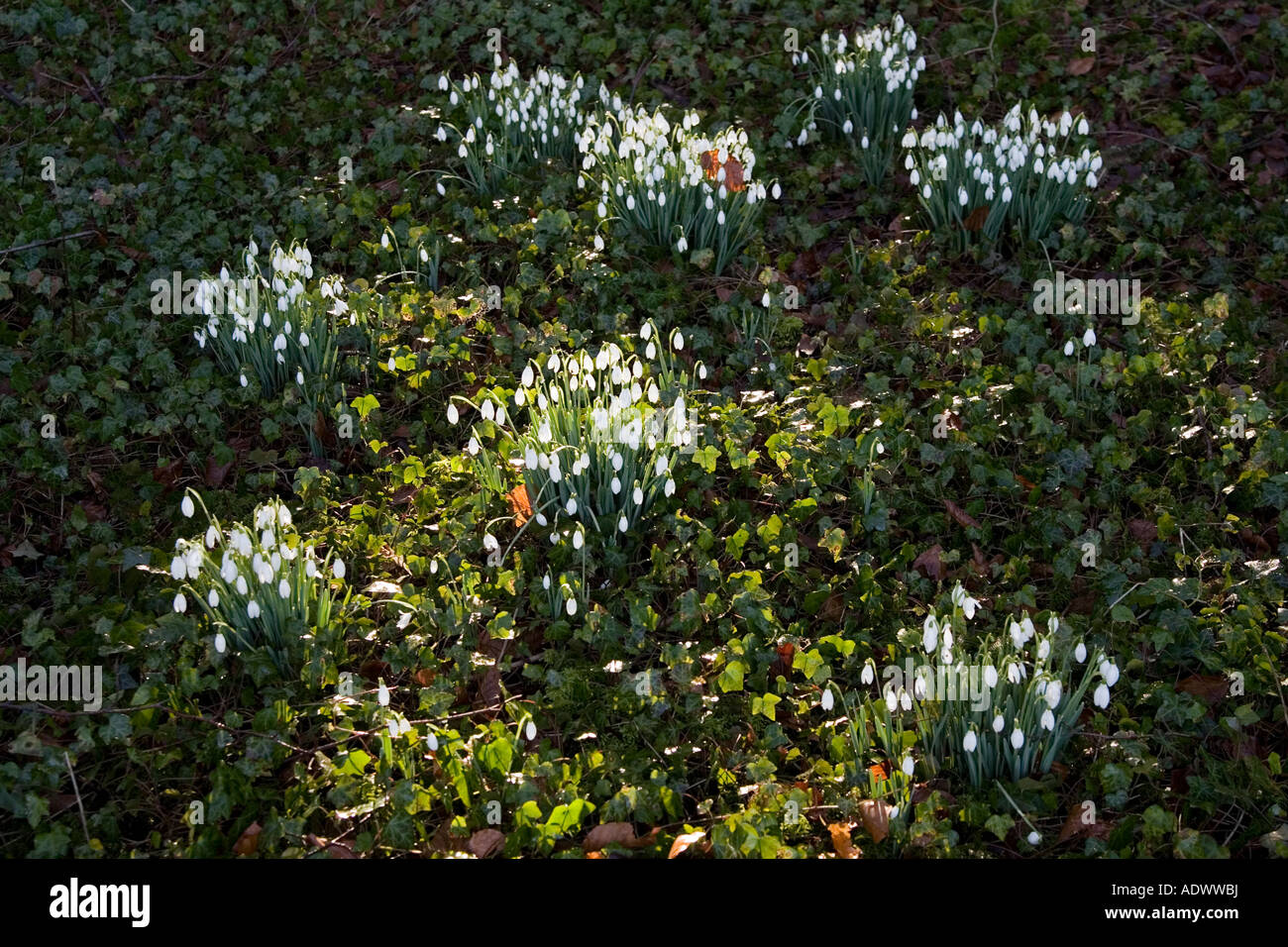 Snowdrops in Oxfordshire woodland England United Kingdom Stock Photo