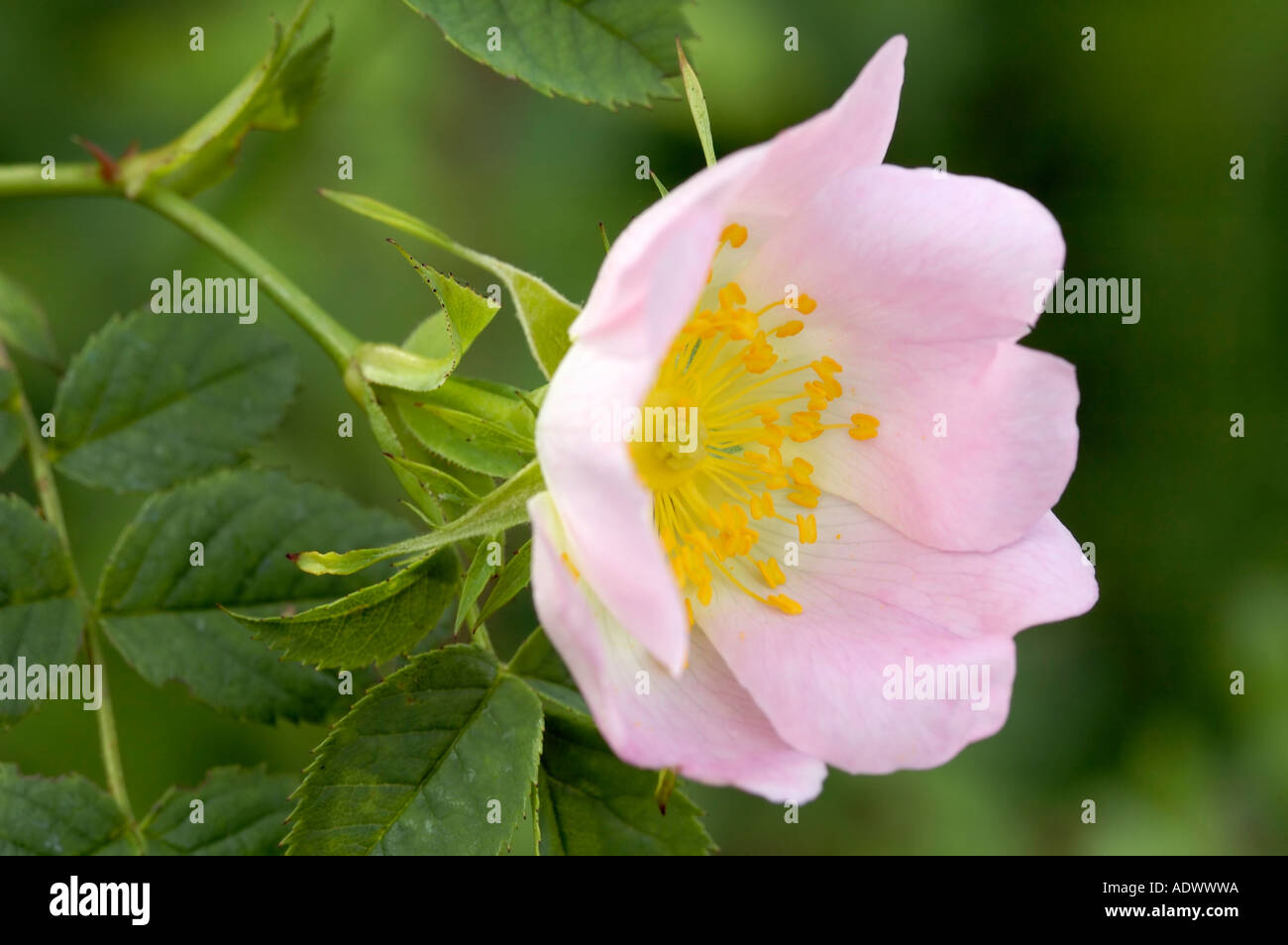 Dog Rose Rosa canina Stock Photo - Alamy
