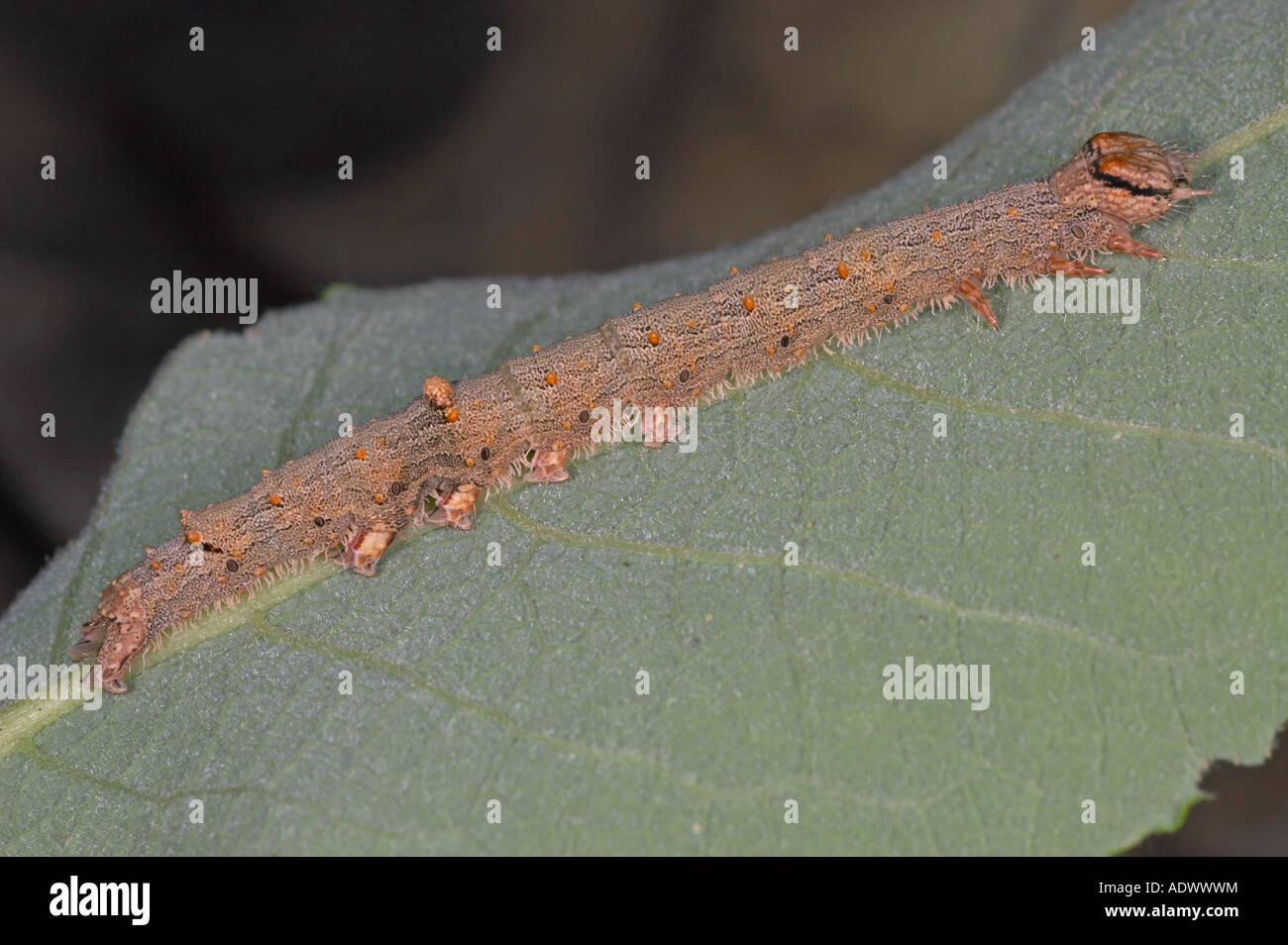 Red Underwing larva - Catocala nupta Stock Photo