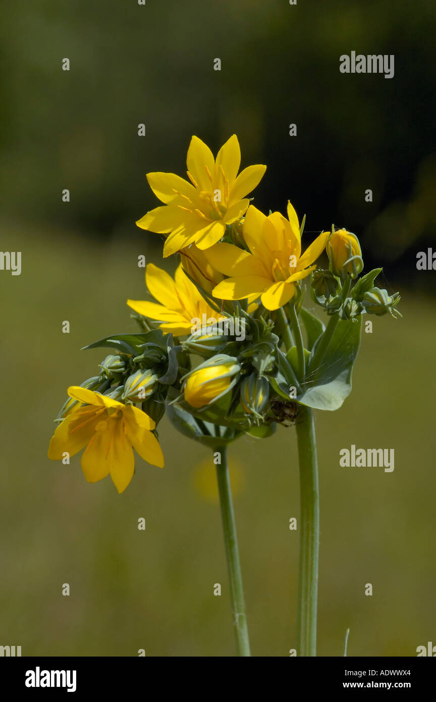 Yellow Wort Blackstonia perfoliata Stock Photo