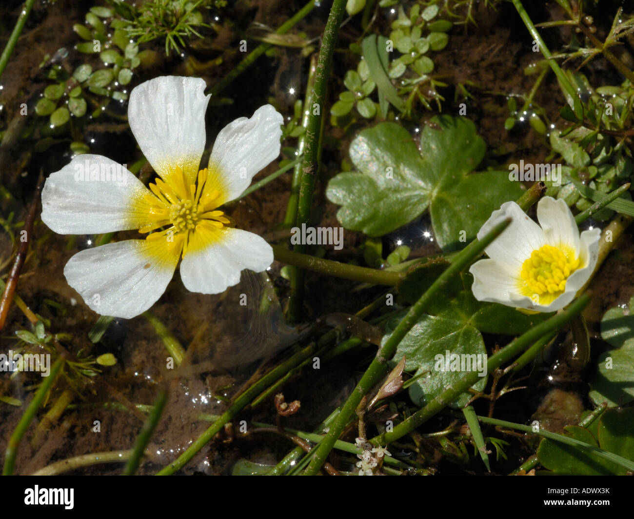 Pond Water crowfoot, Ranunculus peltatus Stock Photo