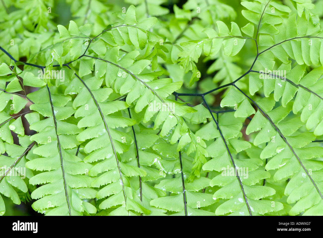 Maidenhair ferns Stock Photo Alamy