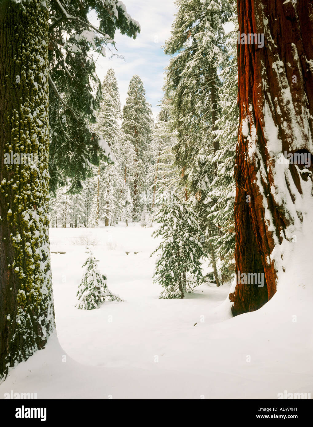 snowy Sierra Redwoods Sequoiadendron giganteum in Round Meadow Sequoia National Park California Stock Photo