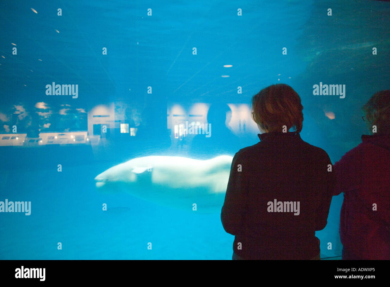 beluga whale Delphinapterus leucas Shedd Aquarium Chicago Illlinois