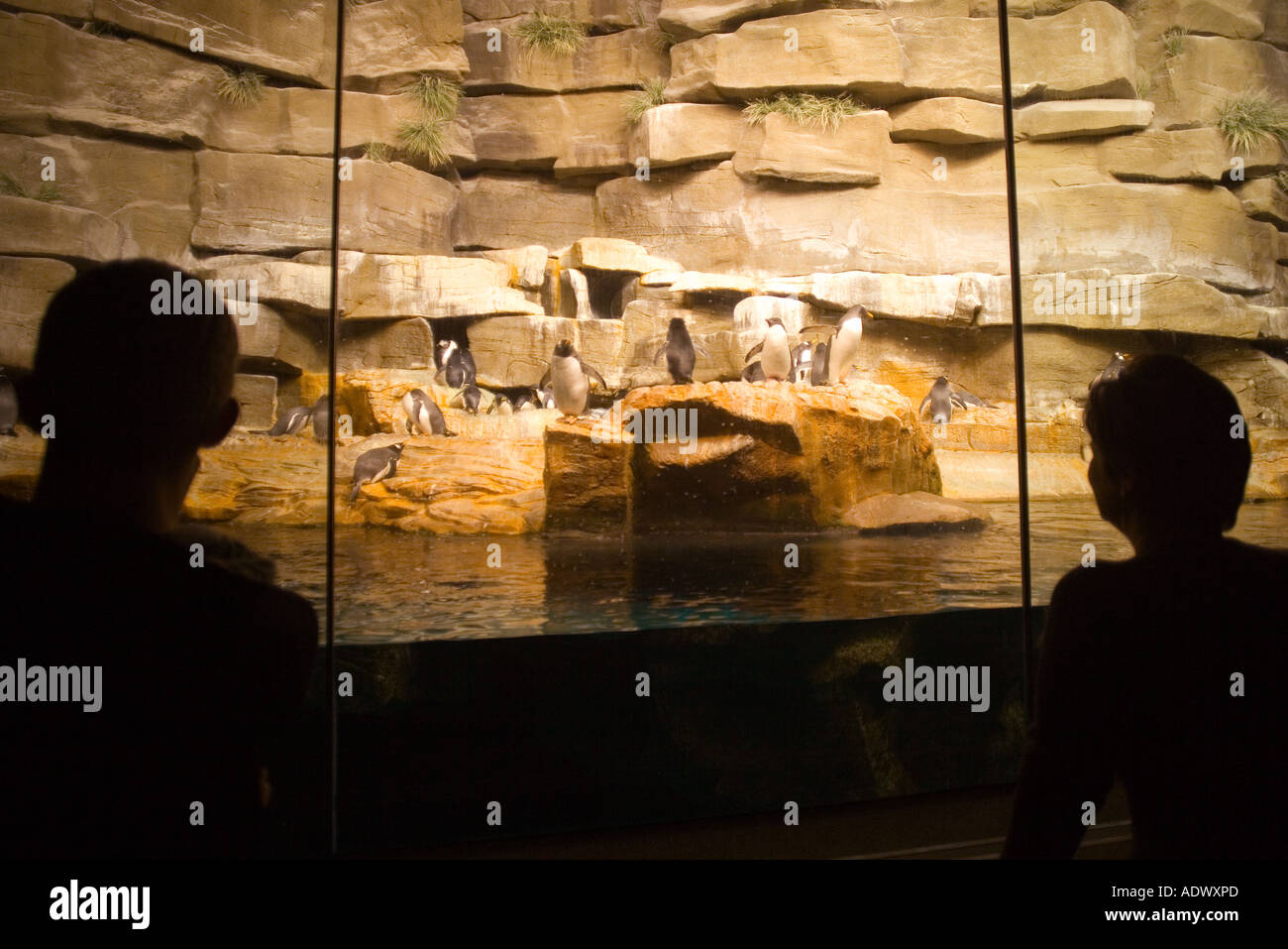 penguin exhibit Delphinapterus leucas Shedd Aquarium Chicago Illinois