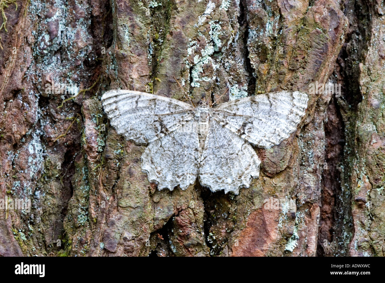 Grey Moth On Tree Bark Stock Photo Alamy grey-moth-on-tree-bark-stock-photo-alamy