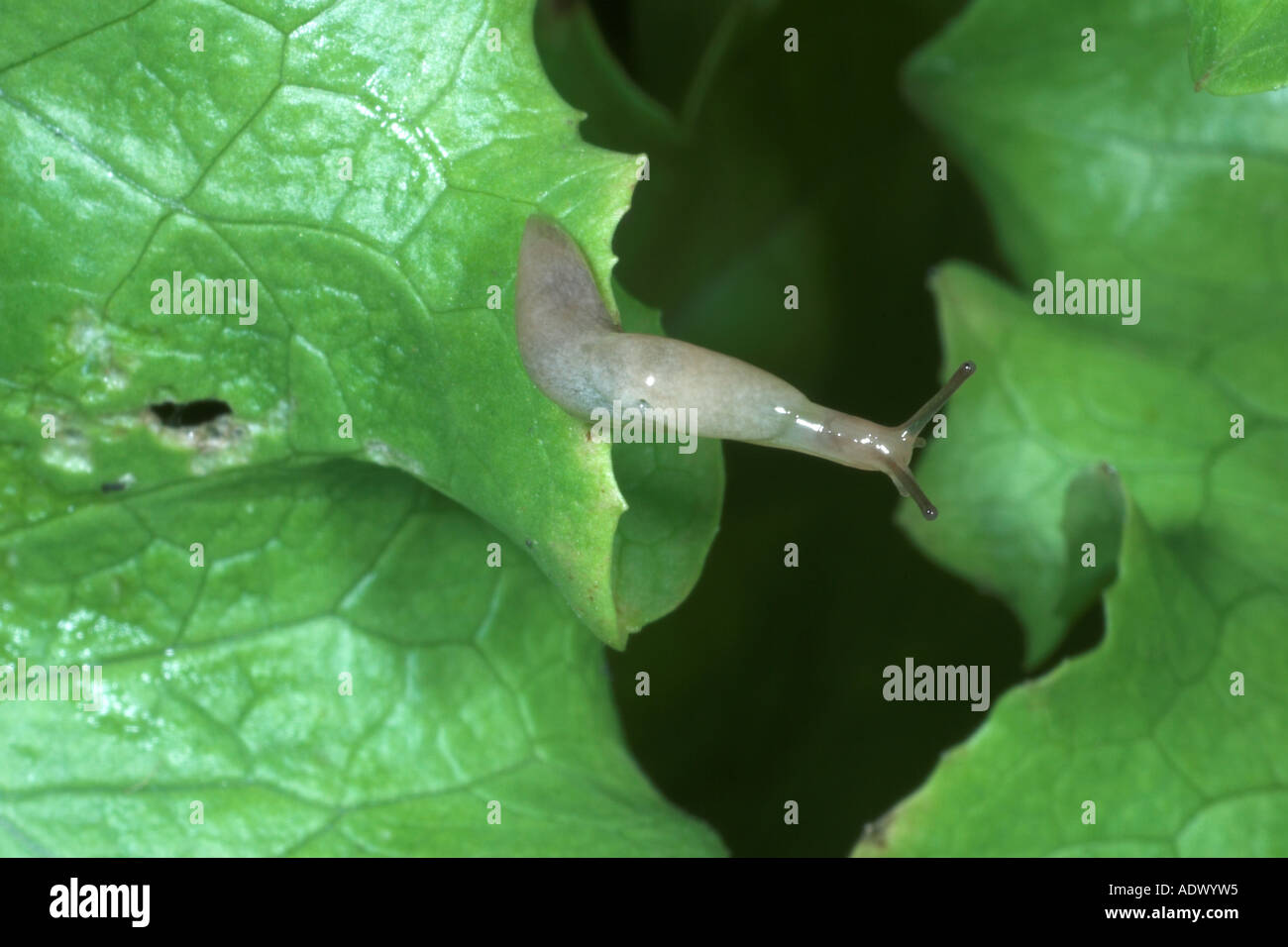 Small white slug on lettuce leaf. England Stock Photo Alamy
