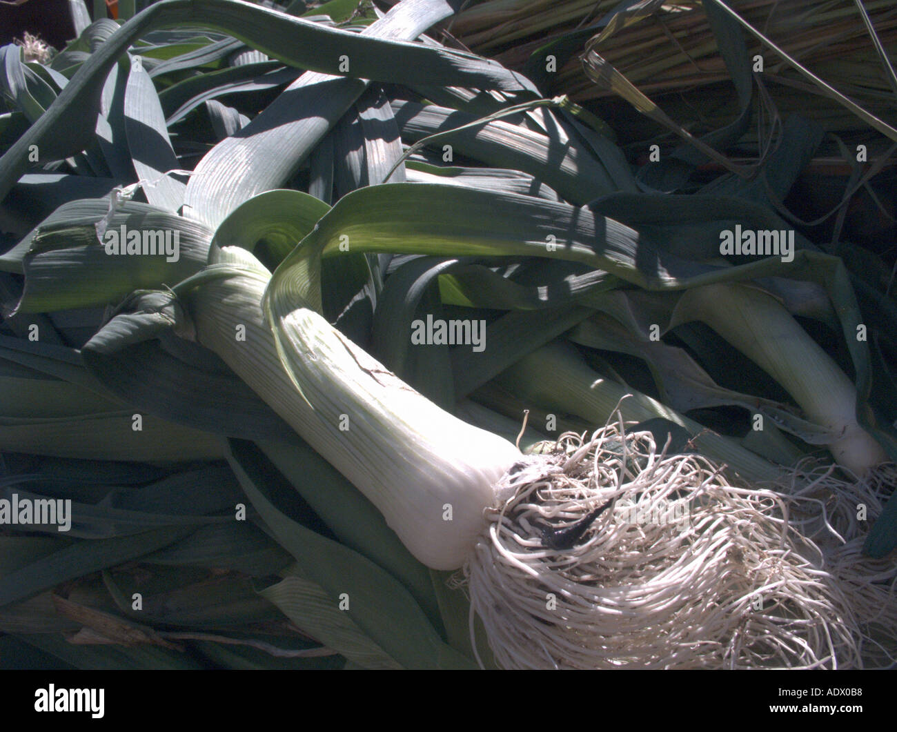 leeks at the Union Square Greenmarket New York City Stock Photo Alamy