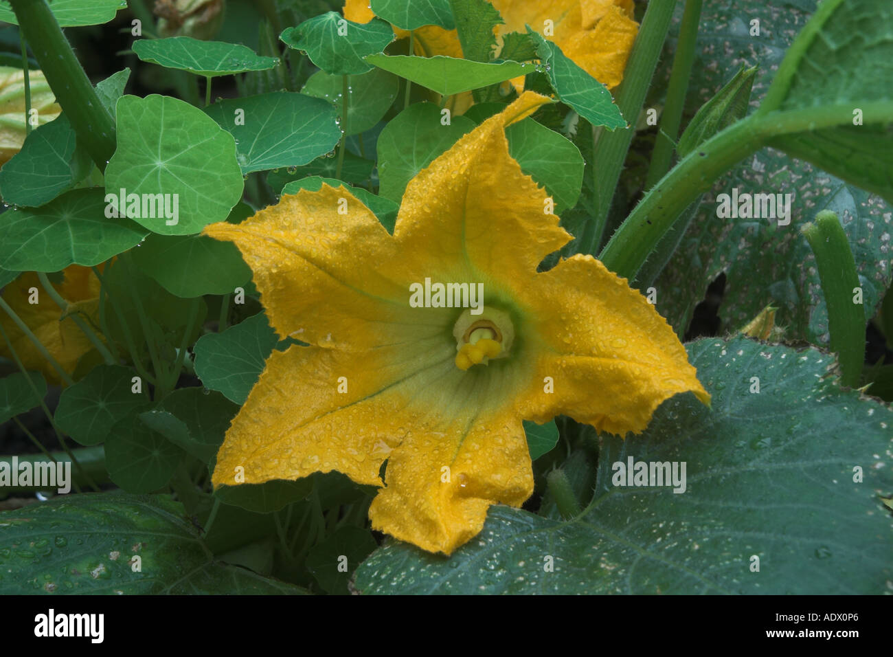 Homegrown flower hi-res stock photography and images - Alamy