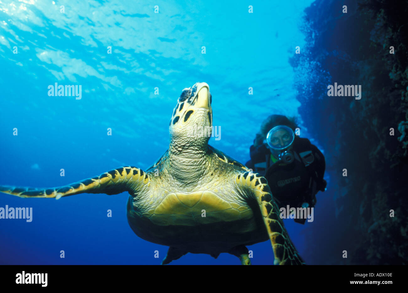 Turtle swimming in sea with person in scuba diving suit in background, low angle view Stock Photo