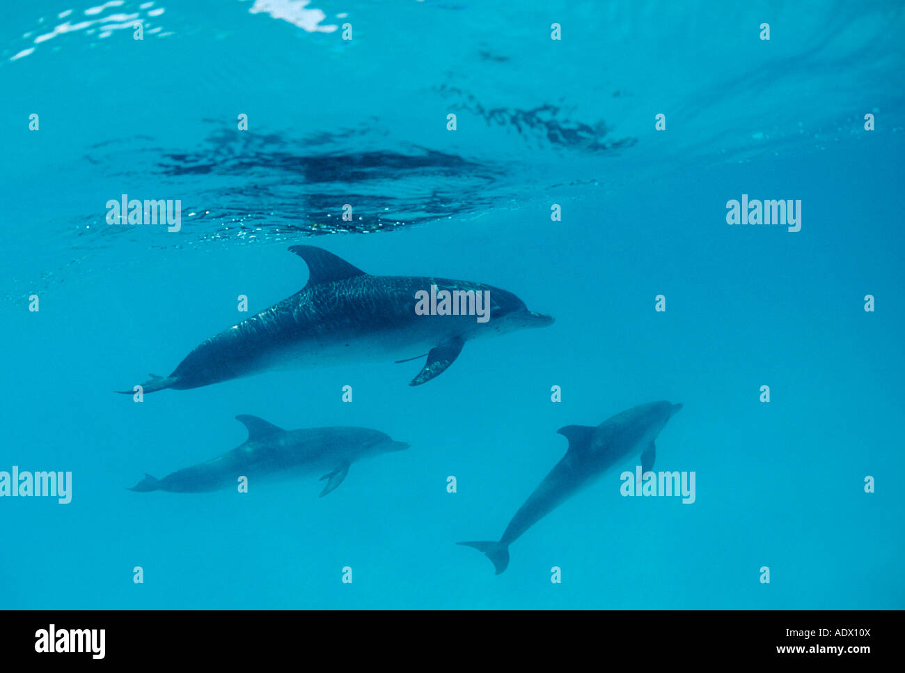 Spotted Dolphins Stenella frontalis Atlantic Caribbean Sea Bahamas Stock Photo