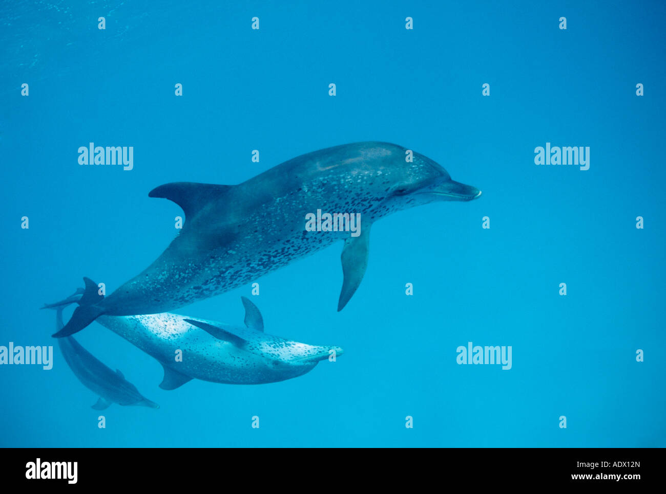 Spotted Dolphins Stenella frontalis Atlantic Caribbean Sea Bahamas Stock Photo
