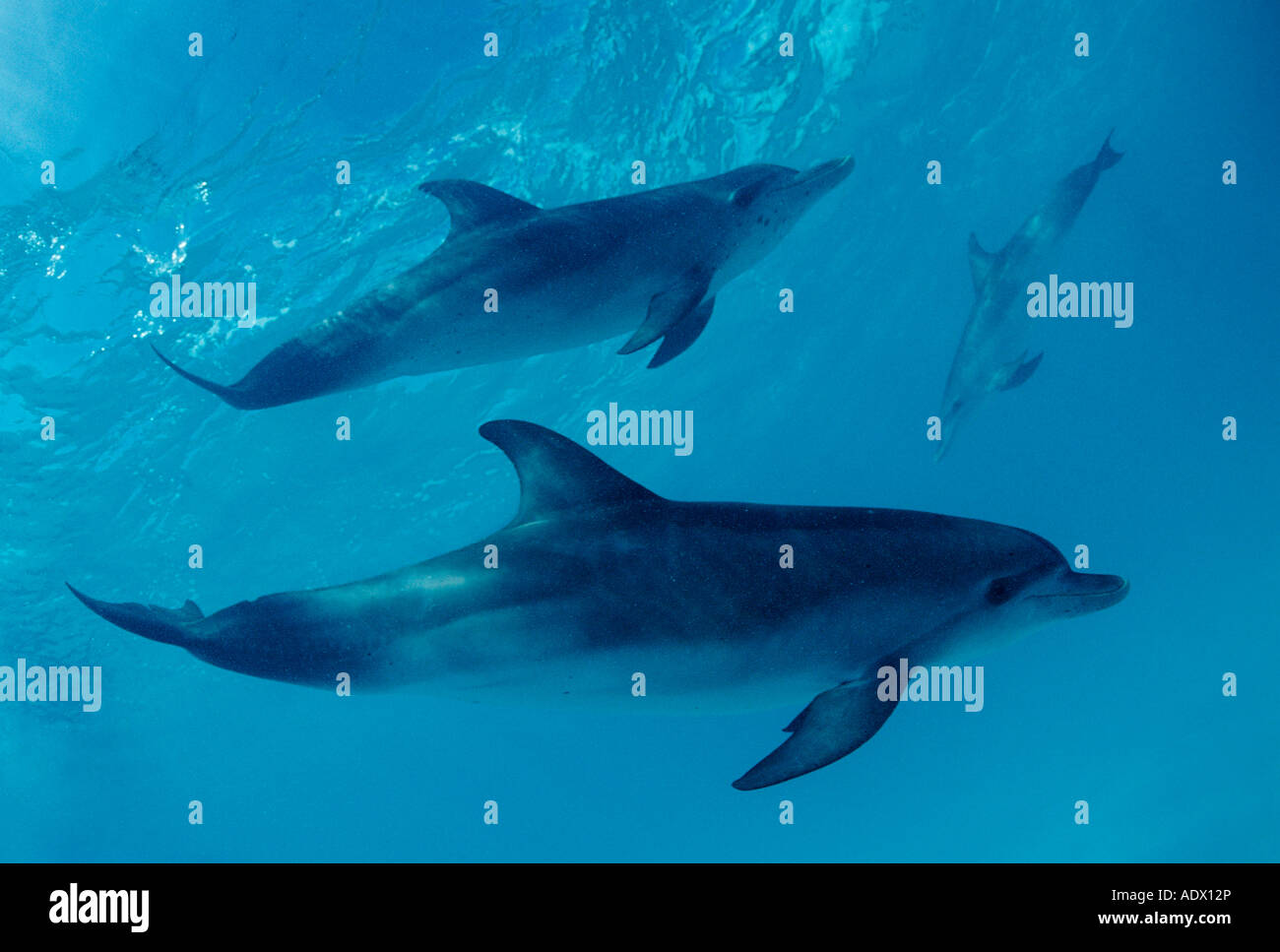 Spotted Dolphins Stenella frontalis Atlantic Caribbean Sea Cuba Stock Photo