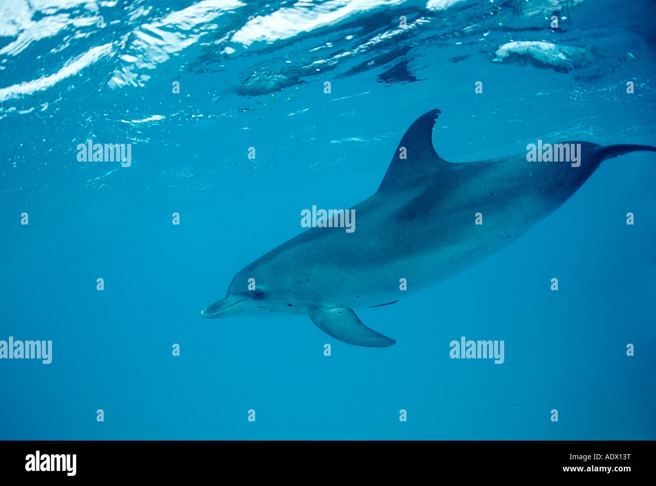 Spotted Dolphin Stenella frontalis Atlantic Caribbean Sea Bahamas Stock Photo
