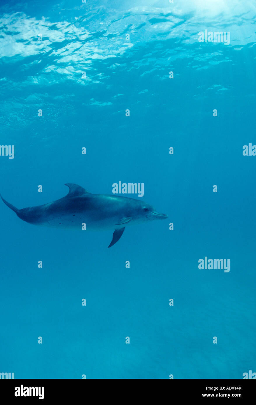 Spotted Dolphin Stenella frontalis Atlantic Caribbean Sea Bahamas Stock Photo