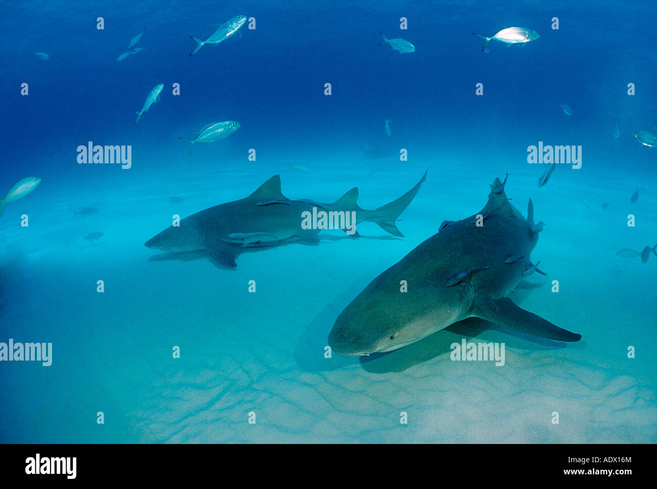 Lemon Sharks Negaprion brevirostris Atlantic Caribbean Sea Bahamas ...