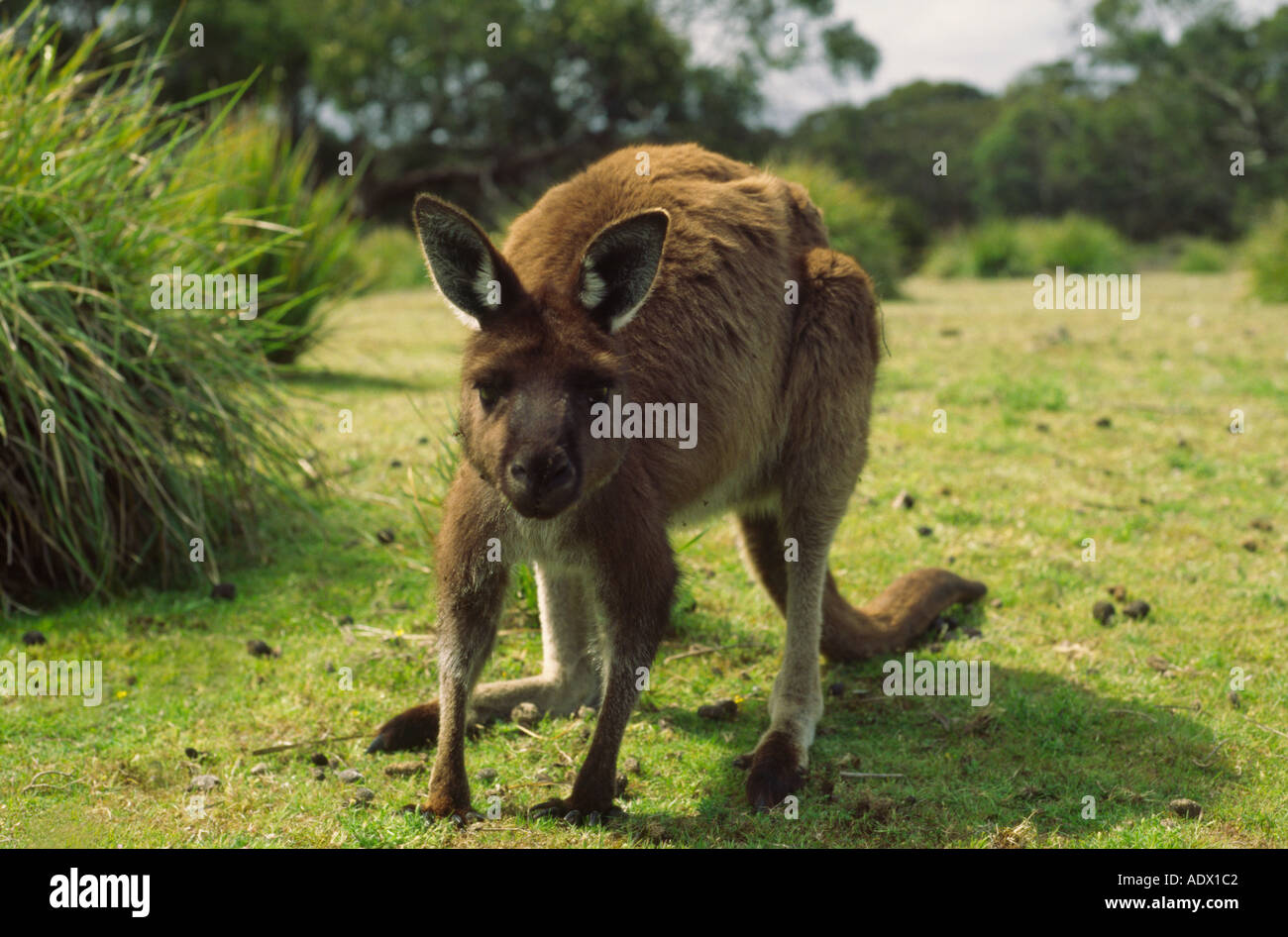 Kangaroo Island kangaroo western grey Macropus giganteus female Flinders Chase National Park South Australia Stock Photo