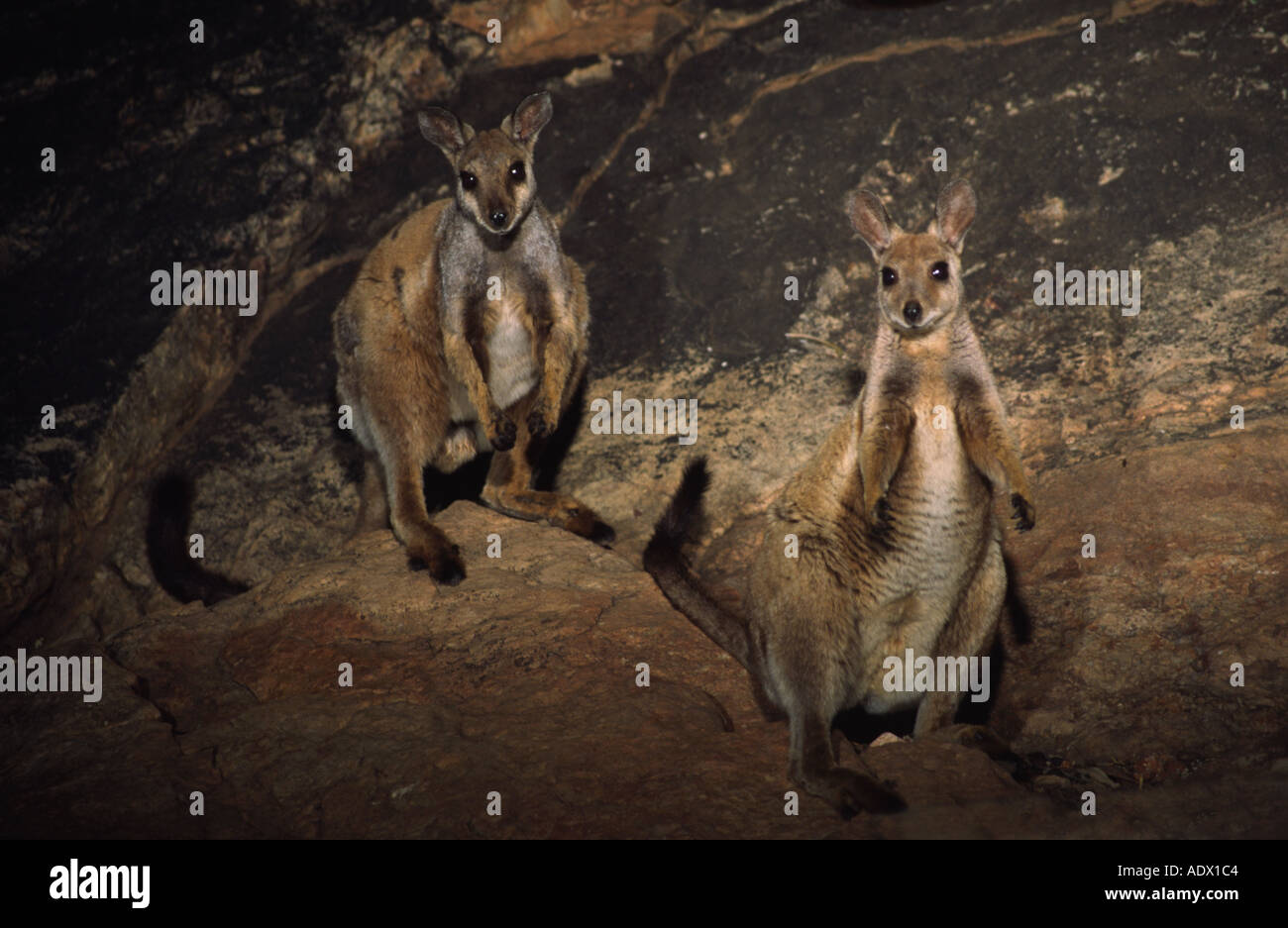 Black footed rock wallabies at night male wild central Australia Stock Photo