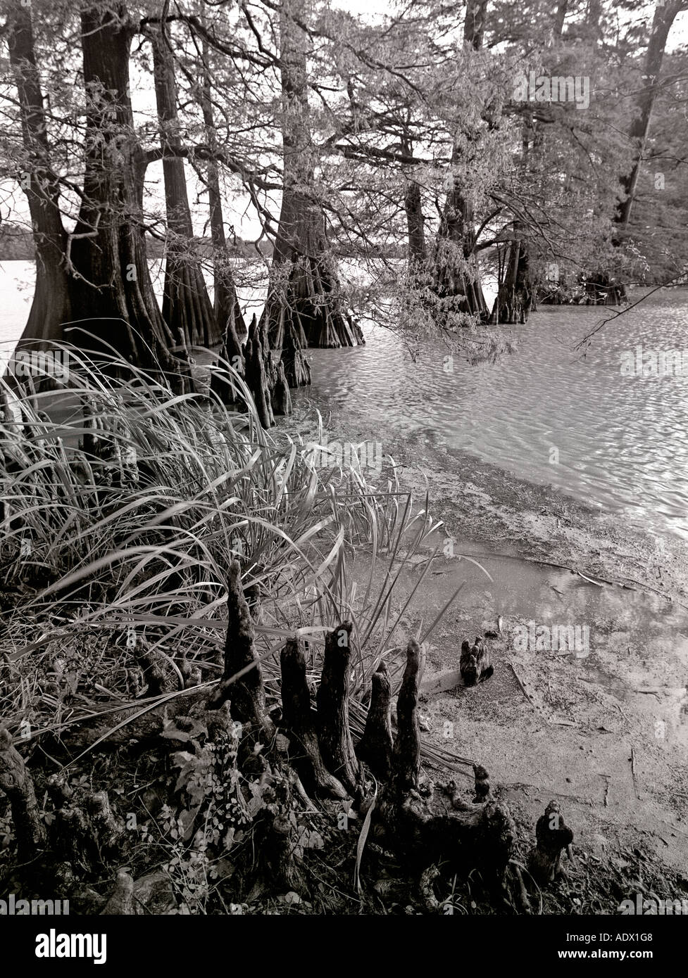 cypress trees in Mississippi swamp Stock Photo Alamy