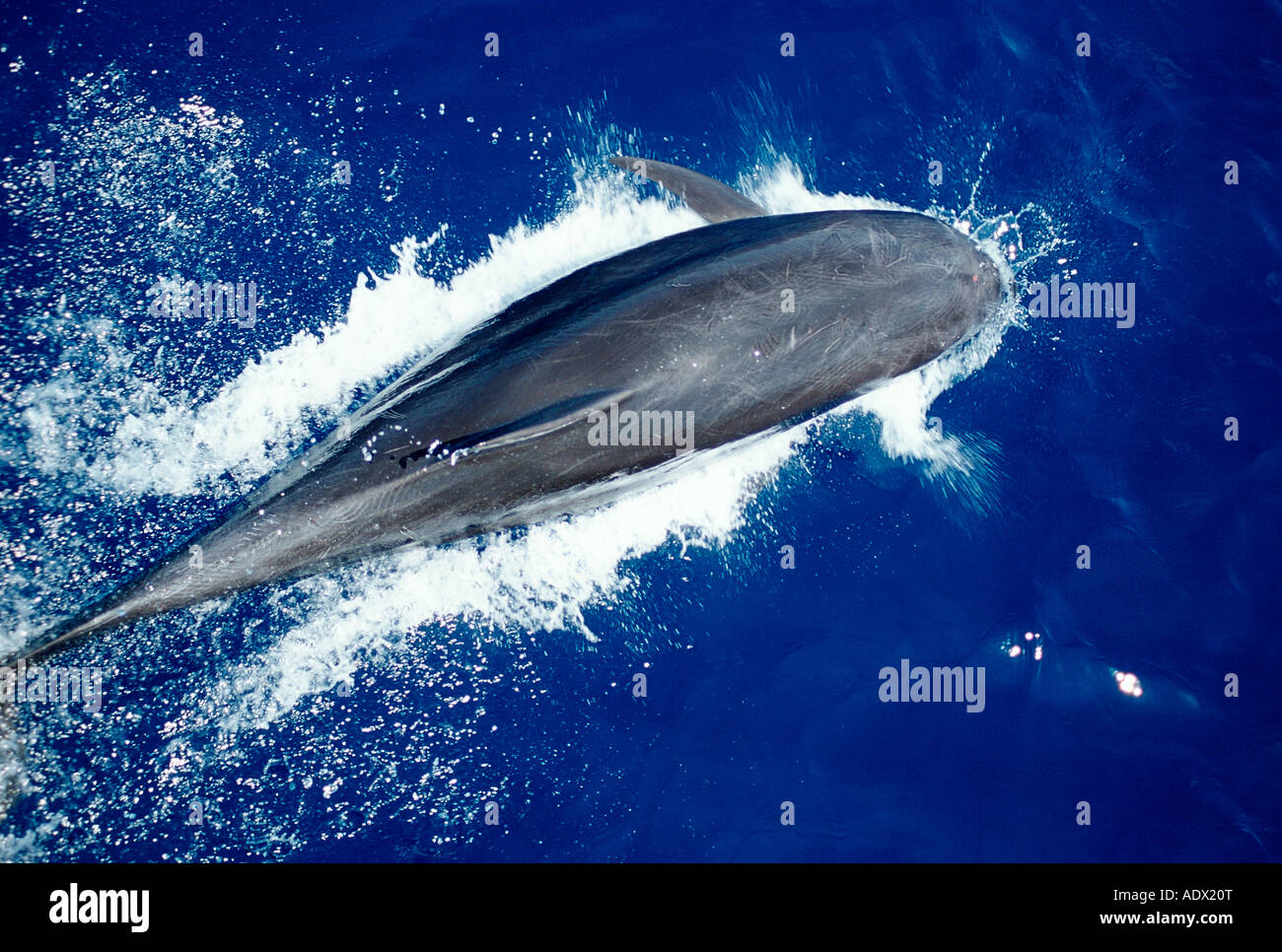 Dolphin Tursiops truncatus Cancon Caribbean Sea Mexico Stock Photo