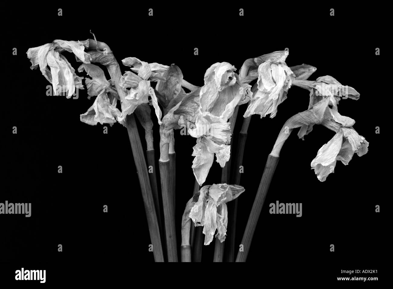Dying daffodils hires stock photography and images Alamy