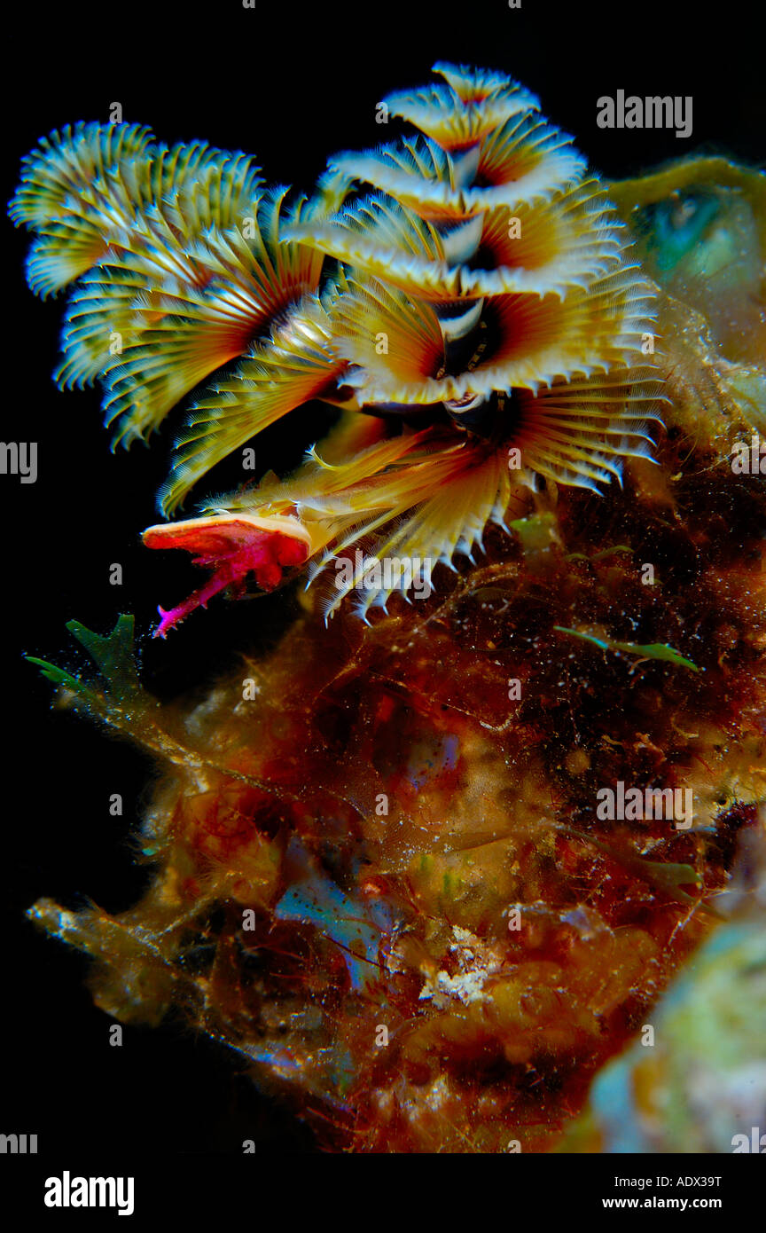 Christmas tree worms Spirobranchus giganteus Caribbean Sea Cayman