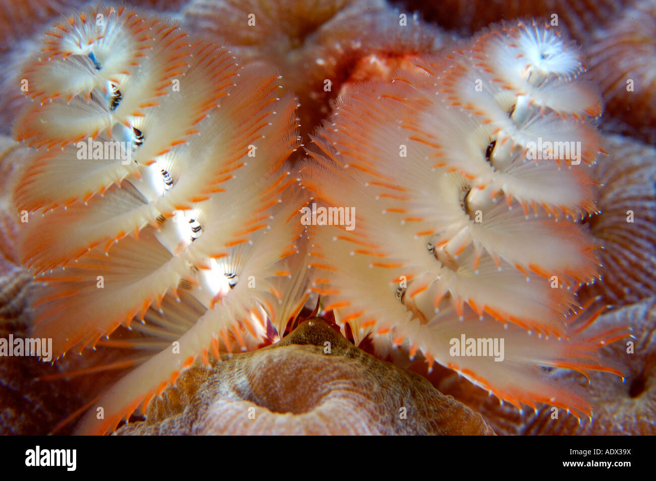Christmas tree worms Spirobranchus giganteus Caribbean Sea Cayman
