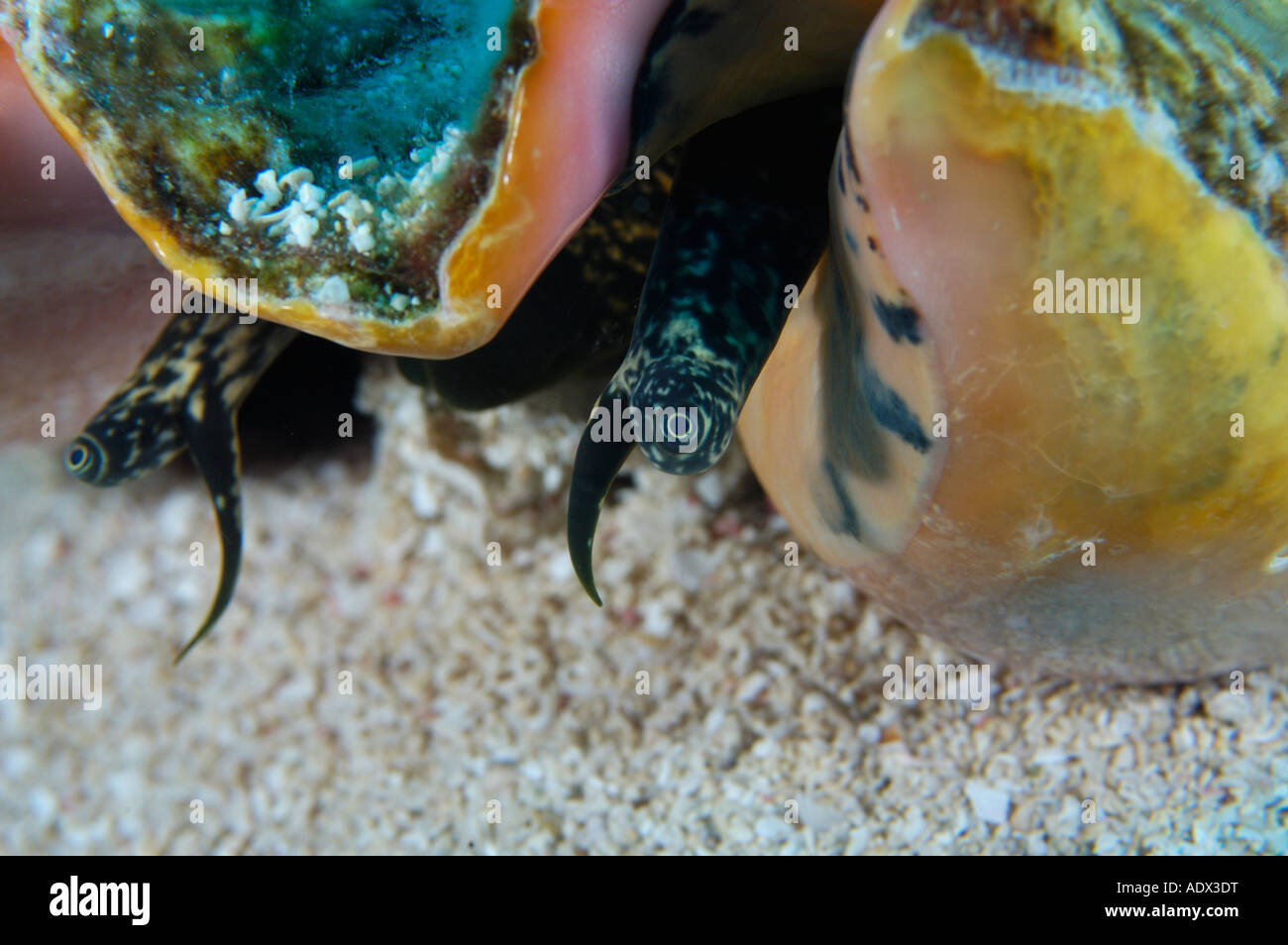 True Conch High Resolution Stock Photography and Images - Alamy