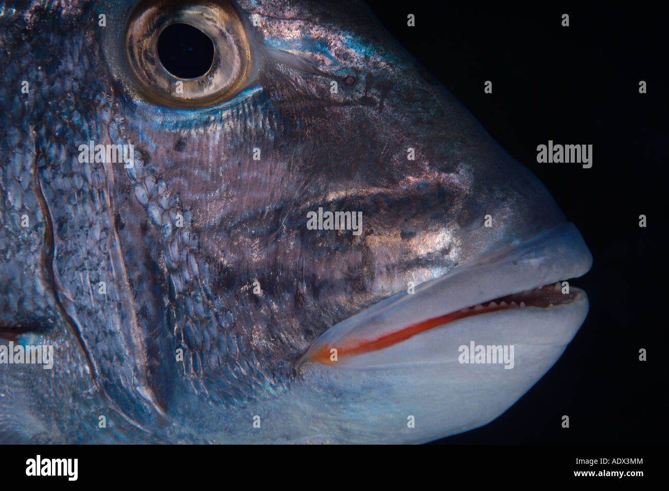 Saucereye Calamus calamus Caribbean Sea Turks Caicos Islands