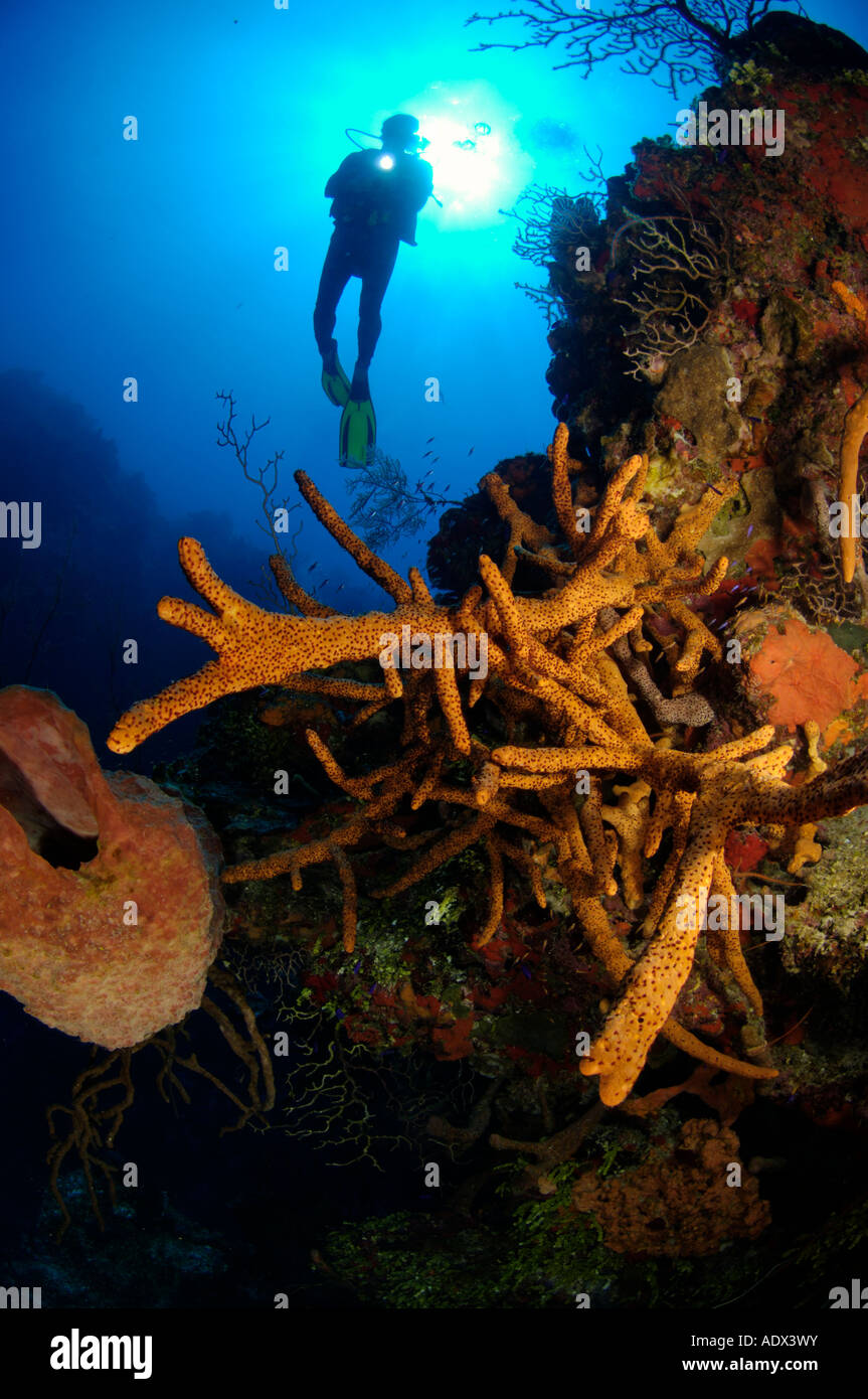 Diver with sponge Caribbean Sea Turks Caicos Islands Stock Photo