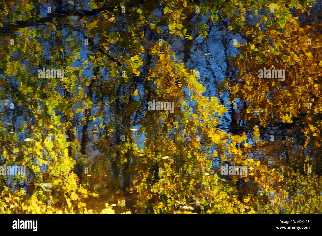 reflection in water of brightly colored fall trees in New England during fall season with blue sky Stock Photo