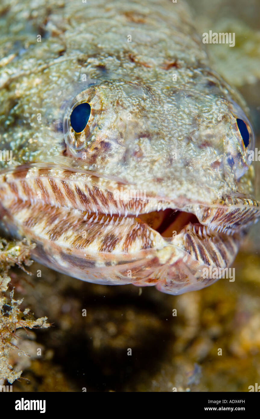 Lizard fish hi-res stock photography and images - Alamy