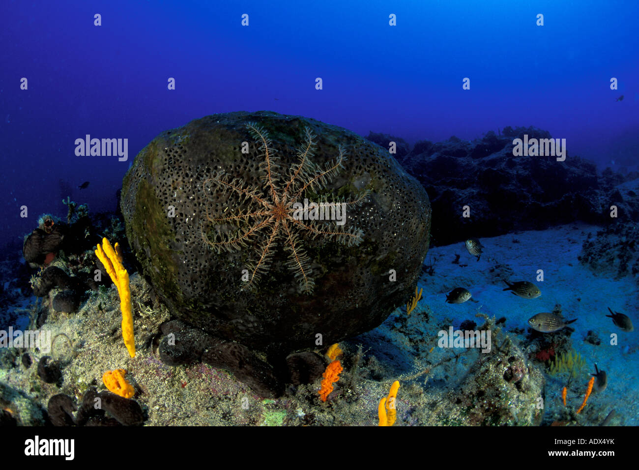 feather star on sponges Anatolia ancient Lycia Region Turkey Mediterranean Sea Stock Photo