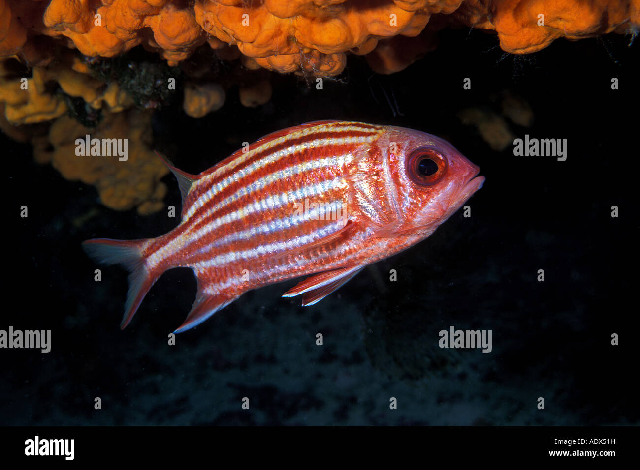 Mediterranean squirrelfish Sargocentron rubrum Kas Lycia Region Mediterranean Sea Turkey Stock Photo