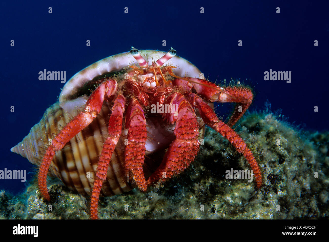 Franco banfi hermit crab hi-res stock photography and images - Alamy