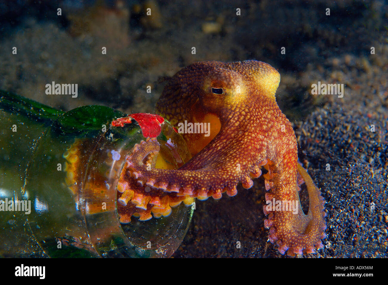 Juvenile reef octopus living in empty bottle Octopus cyanea Lembeh