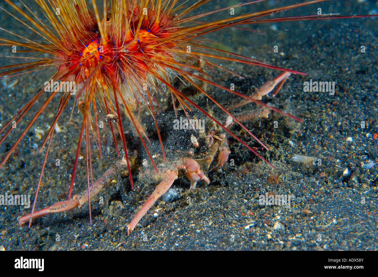 Hermit hotsell crab carrier