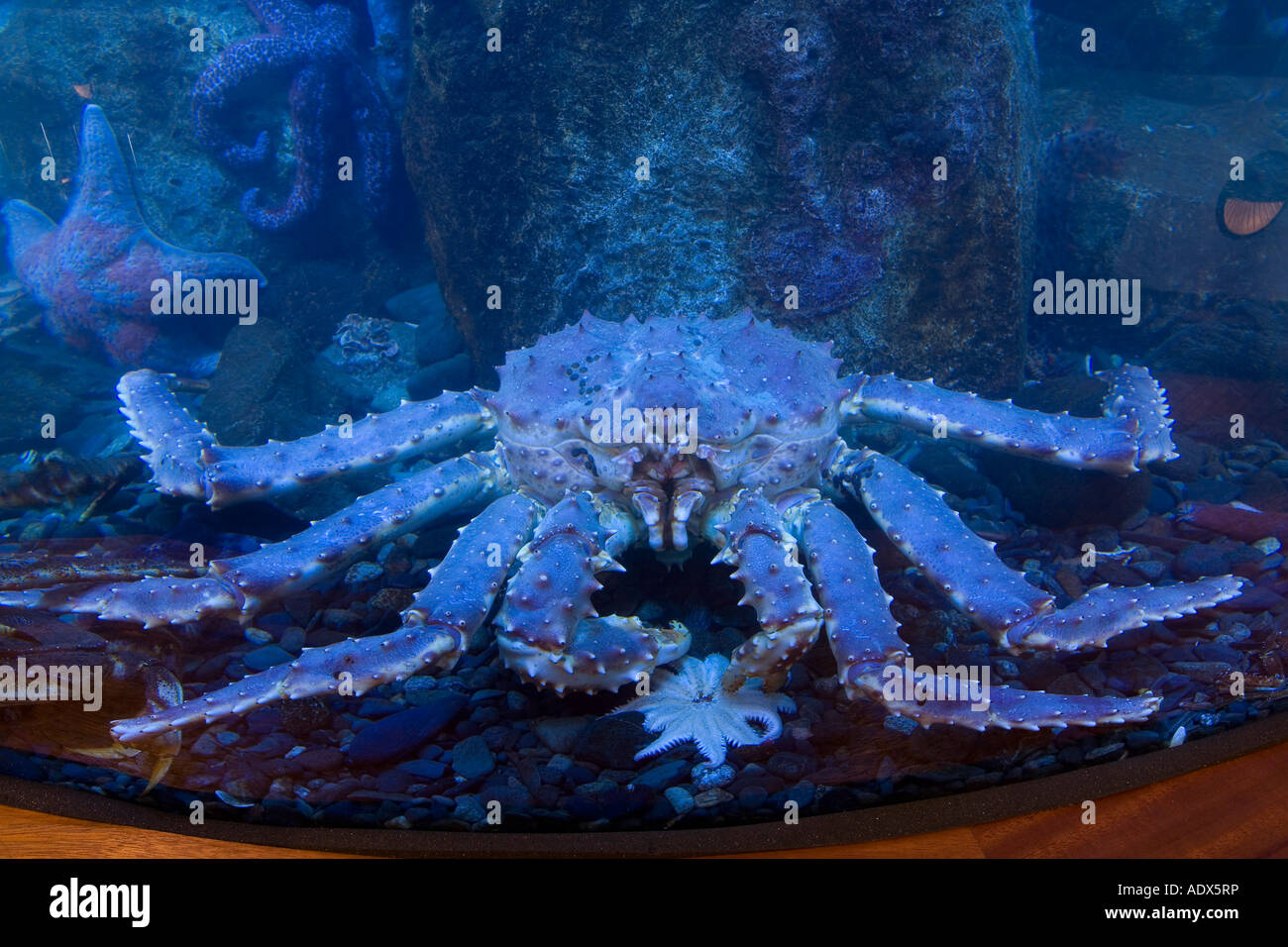 Alaskan King crab in aquarium Paralithodes platypus Juneau USA Alaska Stock Photo