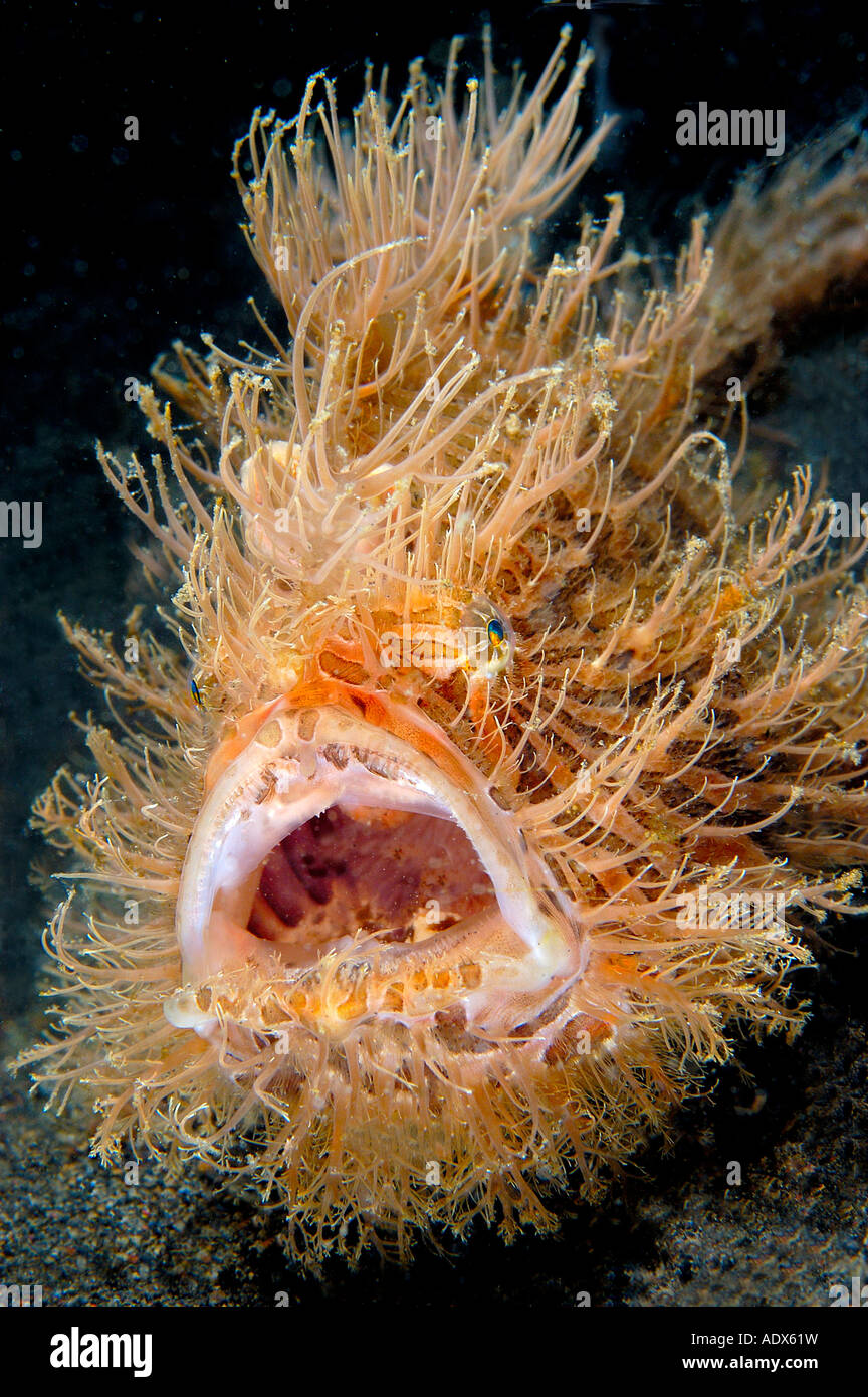 hairy angler fish facts