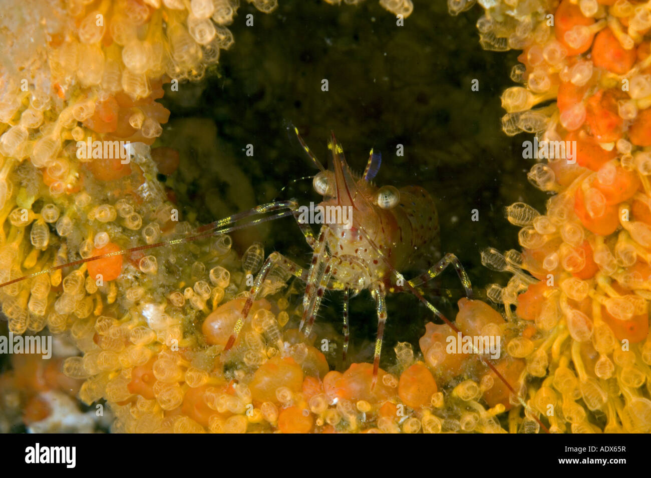 coonstripe shrimp Pandalus danae Alexander Archipelago USA Alaska Stock