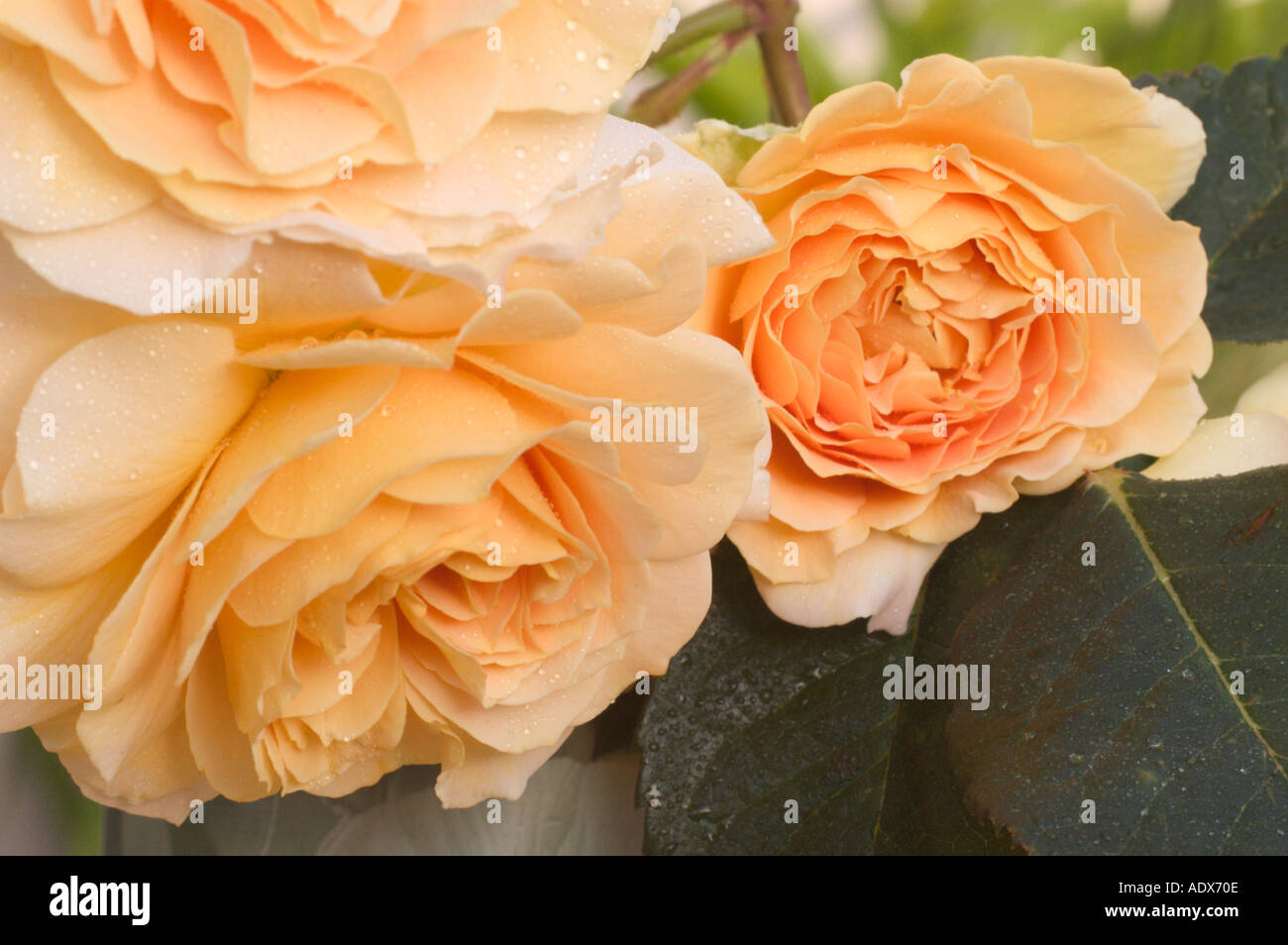 Rose Honey Perfume Stock Photo Alamy