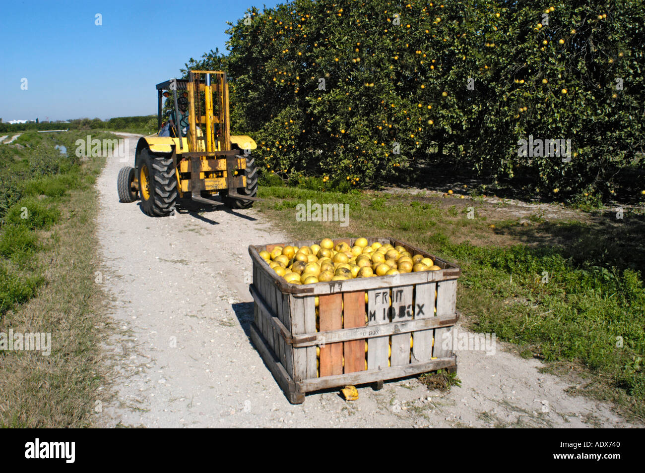 Farmers harvesting grapefruit in Florida Stock Photo Alamy