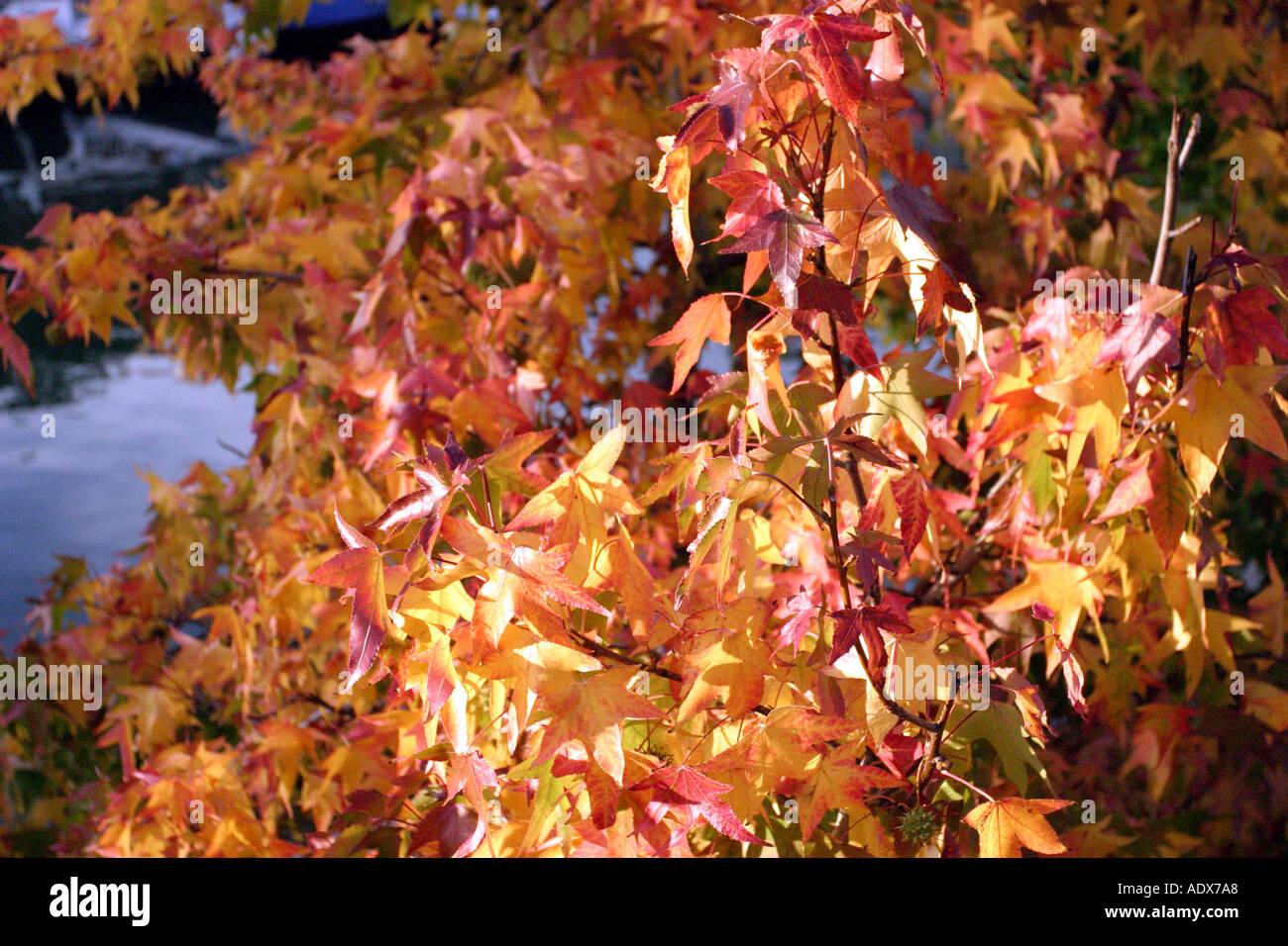 Awesome colors autumn leaves hi-res stock photography and images - Alamy