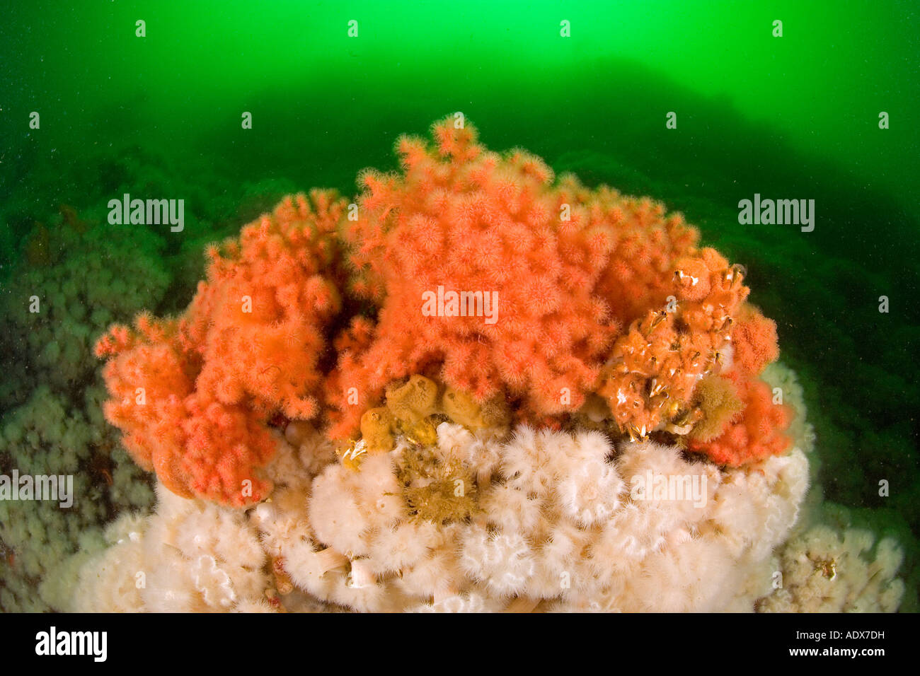 sea strawberry Gersemia rubiformis British Columbia Pacific Ocean Canada Stock Photo