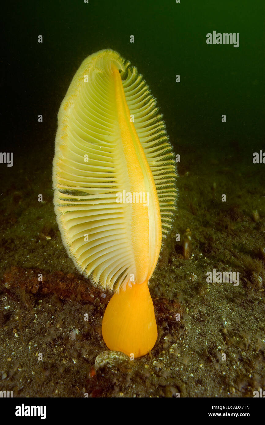 fleshy sea pen Ptilosarcus gurneyi British Columbia Pacific Ocean Canada Stock Photo
