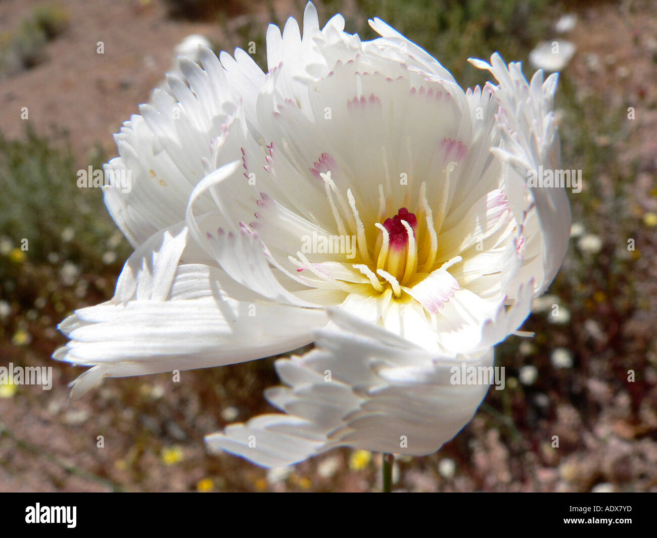 wildflower blooming in Death Valley Stock Photo - Alamy