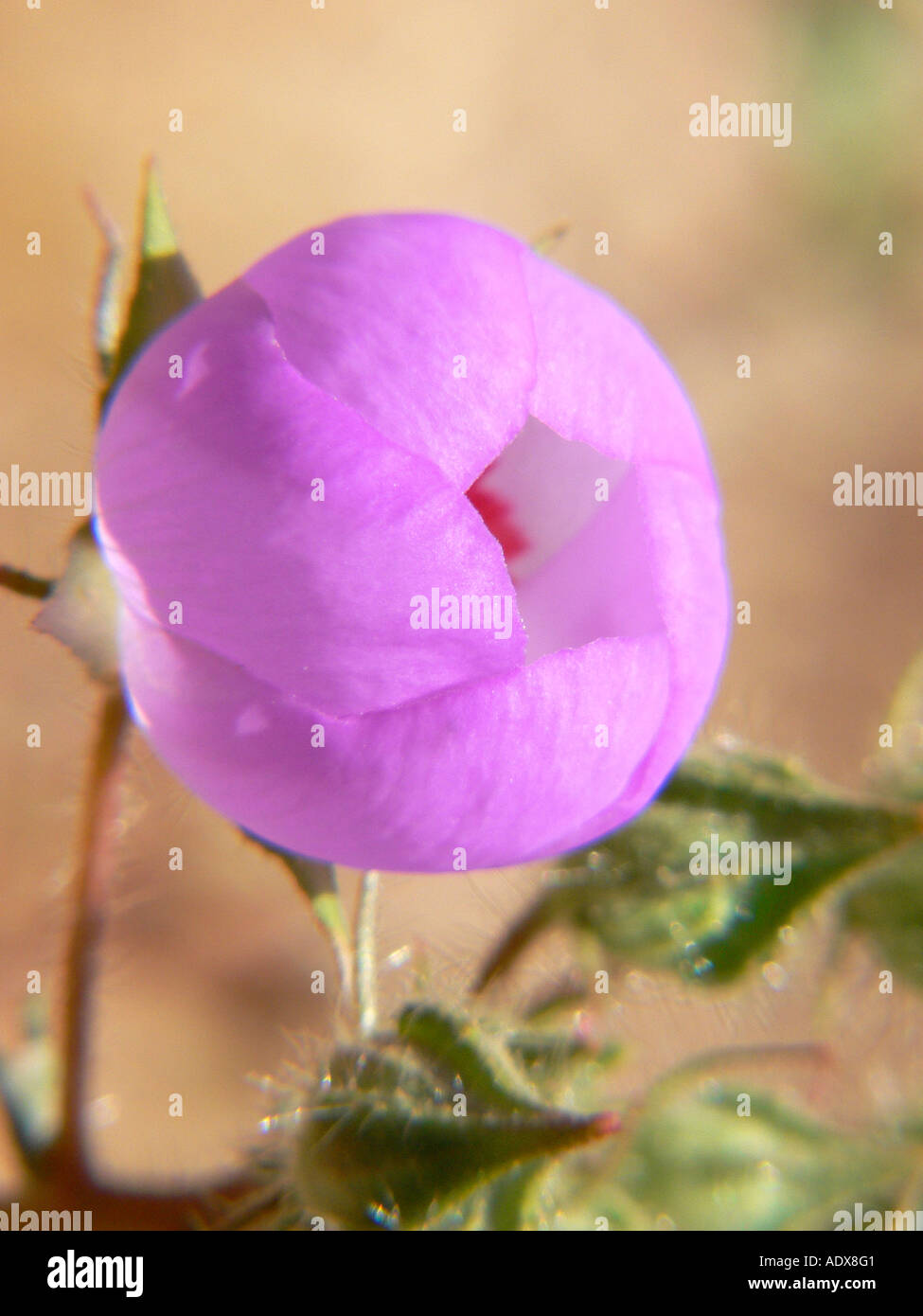 wildflower blooming in Death Valley Stock Photo - Alamy